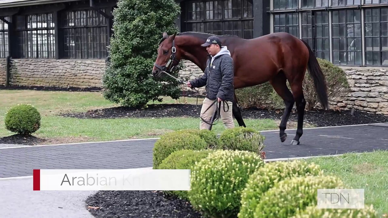 TDN Stallions: Arabian Knight