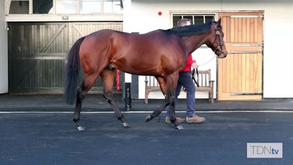TDN Stallions: Bradsell