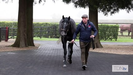 TDN Stallions: Vandeek