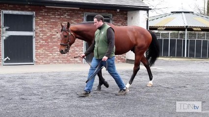 Discover the Legendary TDN Stallions Inspired by Aesop's Fables 🐴