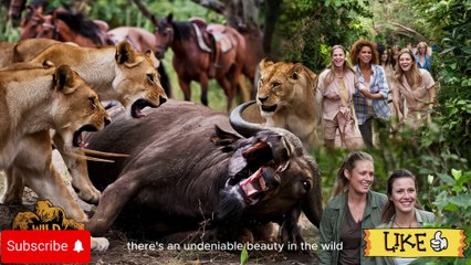 Most Dangerous Showdown: Lions vs Buffalos vs Women in the Jungle!