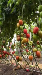 El tomate mexicano: amenazado por aranceles de EE. UU.
