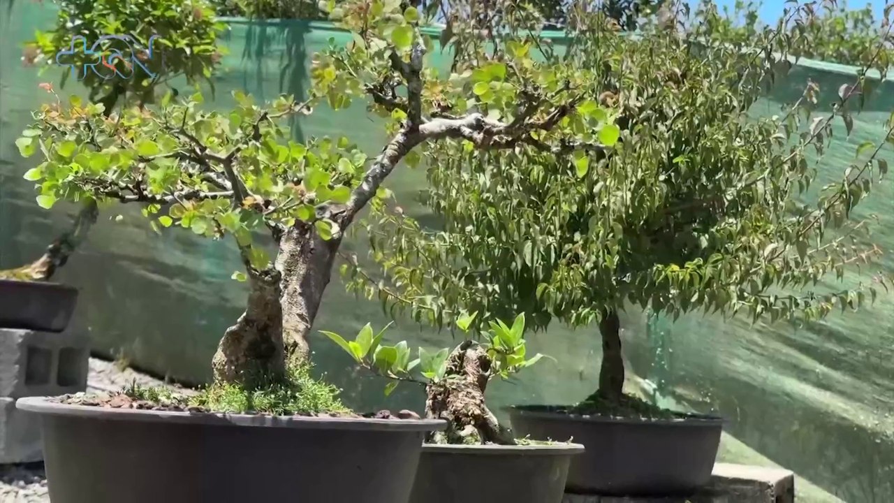 Entre podas y silencios: el arte del bonsái toma fuerza en las montañas de Cartago