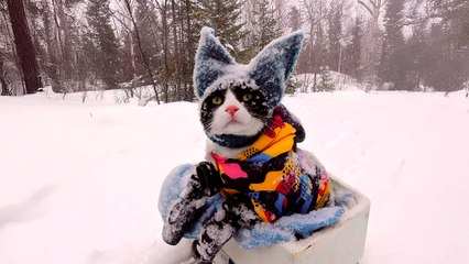Cat Loves Being Pushed In Sled By His Mom