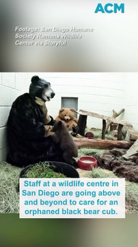 San Diego staff don bear suits to care for tiny orphaned cub
