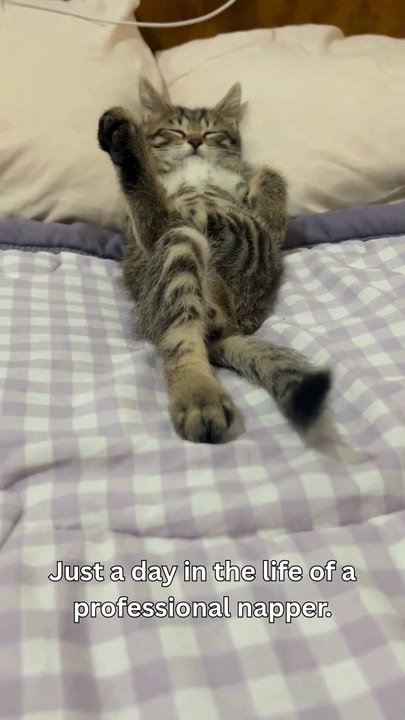 Cat-titude Level Expert