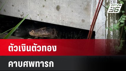 ตัวเงินตัวทองคาบศพทารก  | โชว์ข่าวเช้านี้  |  15 พ.ค. 68