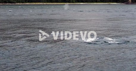 Humpback whale breaching out and flips its tail