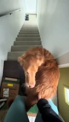 Need you to boogie on down those stairs, bud #goldenretriever #dance #dogsoftiktok