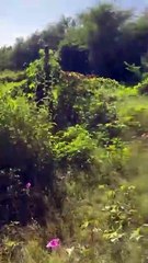Moradora do Jardim Europa cobram limpeza de terreno baldio tomado pelo mato e lixo em Patos