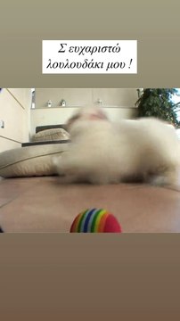 Το βίντεο του Κώστα Καπετανίδη για την απώλεια του σκύλου του