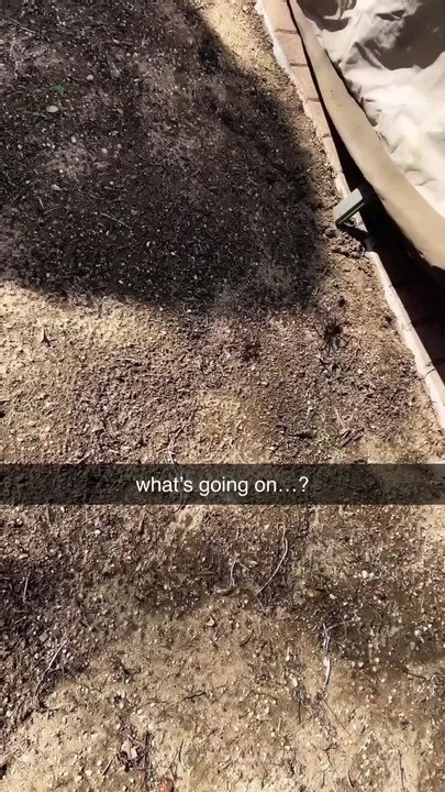 ant revenge fight