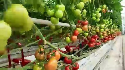 Kula’nın Jeotermal Serasından Avrupa’ya 500 ton domates ihracatı