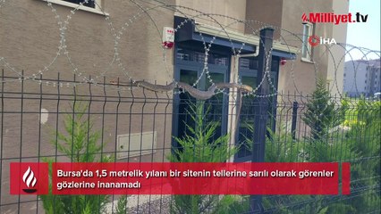 Dev yılan sitede oturanların kabusu oldu! Kimse korkudan yaklaşamadı