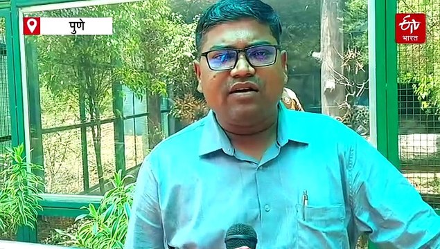 दुर्मिळ वाघाटी मांजराच्या पिल्लाचं संगोपन करण्यात कात्रज प्राणीसंग्रहालयाला यश, देशात पहिल्यांदाच ठरला यशस्वी प्रयोग