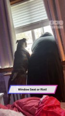 Spoiled Dog Throws a Fit Because Her View Was Blocked 🐶😂