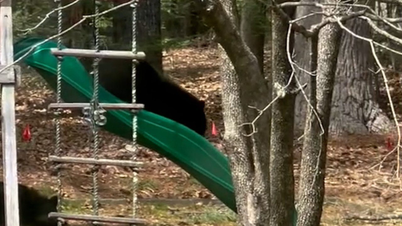 Bär rutscht kinderrutsche hinunter