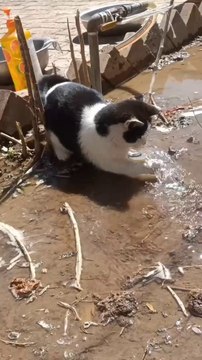 Playing patty cat in the water cat love 😘 animals love 💞😘 cat lover 😍❣️#short #shortvideos #viralvideos #viralshorts #funny #funnyvideos #comedy #cat #animals