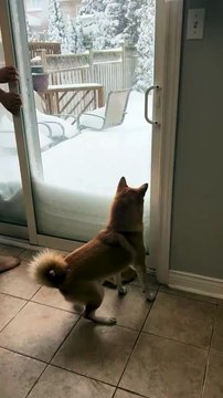 Dog first time seeing the snow 🌨️ dog viral funny video 😂 dog love 😘 dog lover 😍#shorts #shortvideos #funny #funnyvidros #viralvideos #viralshort #comedy #dog #animals #doglover