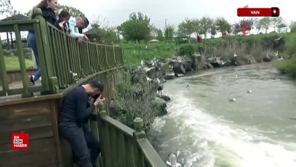 Van'da inci kefalinin zorlu göçü devam ediyor