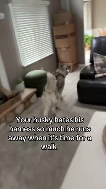 Husky Runs off When Owner Tries to Put On Leash for Going Out for Walk