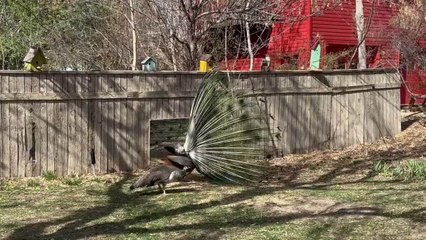 Peacock Tries to Dance And Impress His Partner But Fails