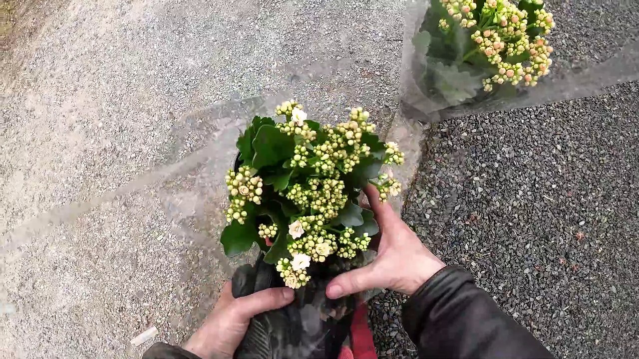 Le Mans, 11/05/2025; 16:28/16:32; le cimetière de Neuville sur Sarthe