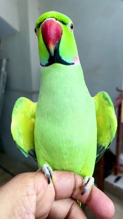🥰🦜 taking parrot 9k watching full video 🦜 ! #shorts #viralshorts