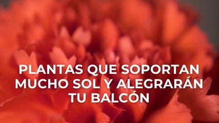 Plantas que soportan mucho sol y alegrarán tu balcón