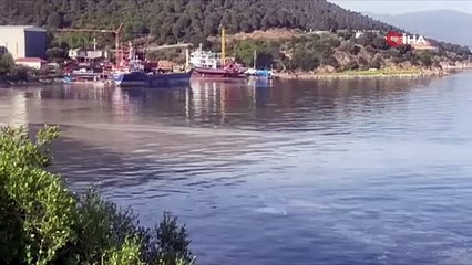 Bursa kıyılarında müsilaj kâbusu