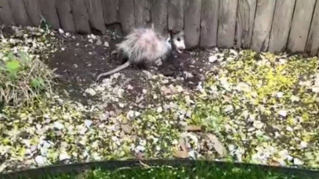 Kindhearted woman displays incredible determination while trying to free a possum stuck in fence
