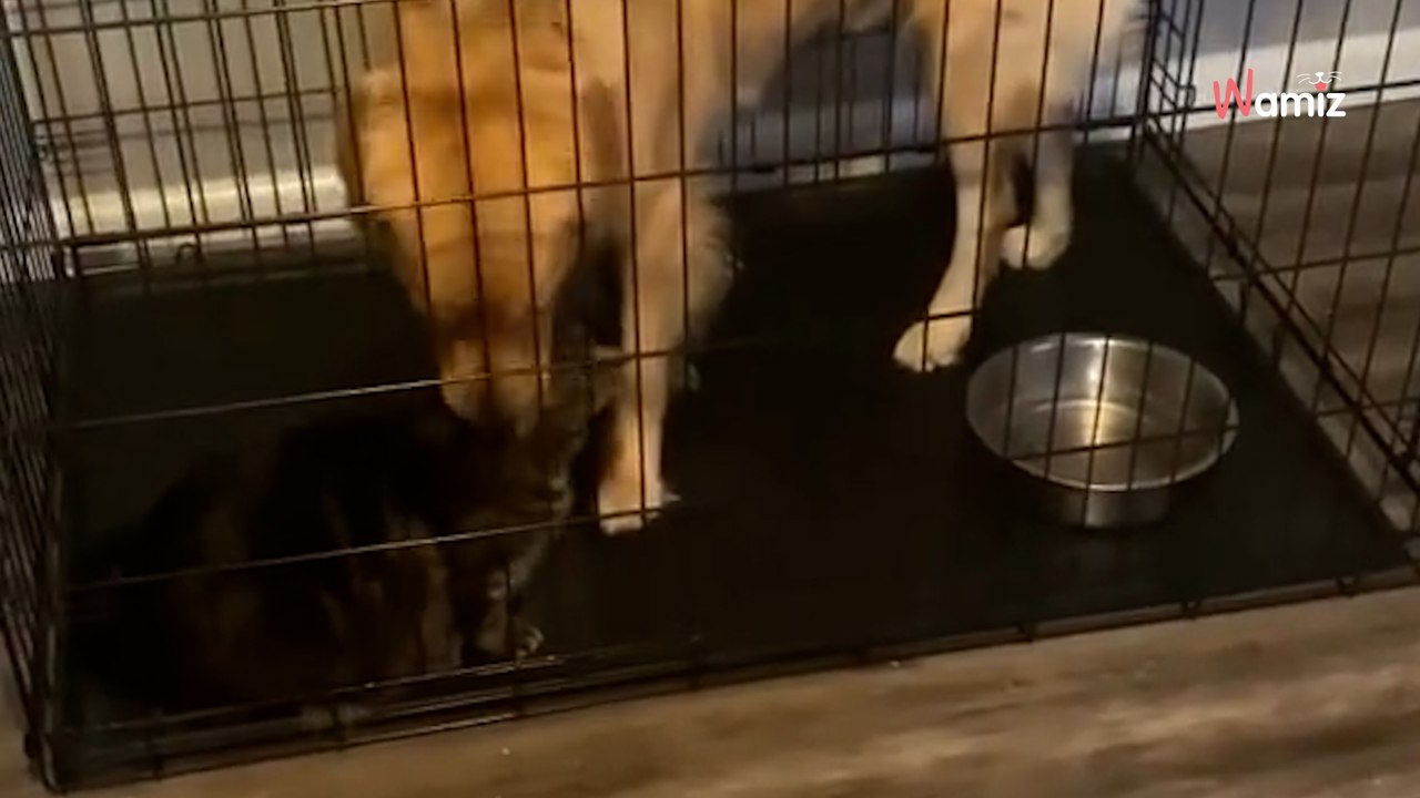 Le chat veut ses parents pour lui tout seul : il élabore des plans diaboliques pour éloigner ses frères (vidéo)