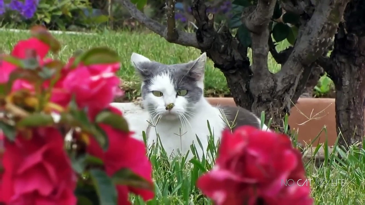 Funny Cats Compilation (Most Popular) Part 1