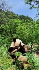 The daily life of pandas 🐼(96)   #Panda #Lovely