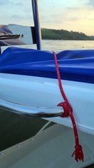 Fisherman helps save deer in Falmouth Bay