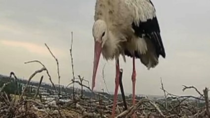 Carpiano, mamma cicogna e il suo piccolo: la covata seguita dagli appassionati in diretta sul web