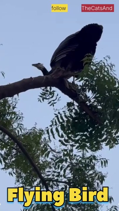 Peacock Bird Flying | Flying Peacock Bird | #foryou #bird #peacock @TheCatsAnd