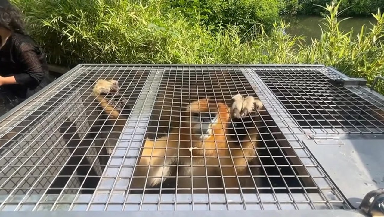 Three golden monkeys arrive by special convoy to new home at Belgian zoo
