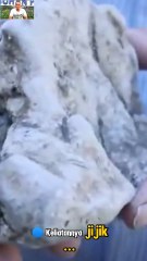 🎬 Muntahan Ikan Paus? Mahal Banget, Bro! 😱🐋