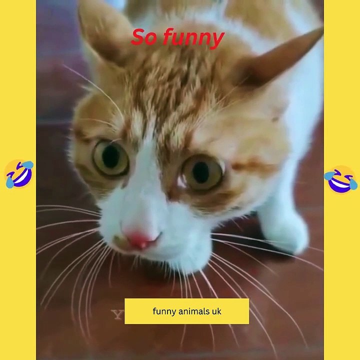 Funniest cat and dogs #1