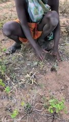 Eating bush meat every day