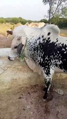 0333-5561848 Heavy Desi Cheena Bull/Qurbani/Near Girja/Rawalpindi