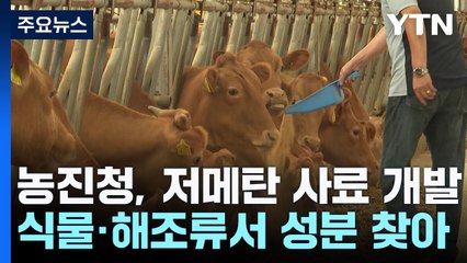 [녹색] 한우 배출 메탄 18% 줄이는 사료 소재 개발...기후위기 대응 / YTN
