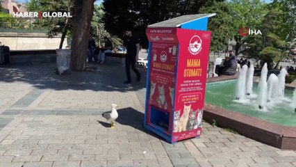 Mama yemek isteyen martılardan kedi taklidi