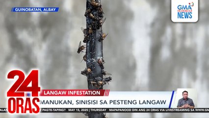 Manukan, sinisisi sa pesteng langaw sa Guinobatan, Albay | 24 Oras