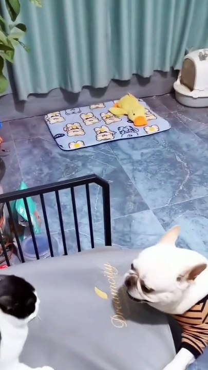funny pets5151