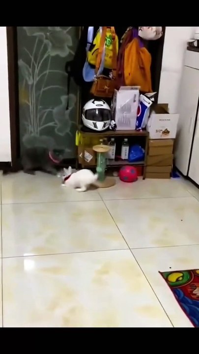 funny pets 5153