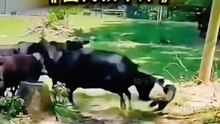 funny pets 5154