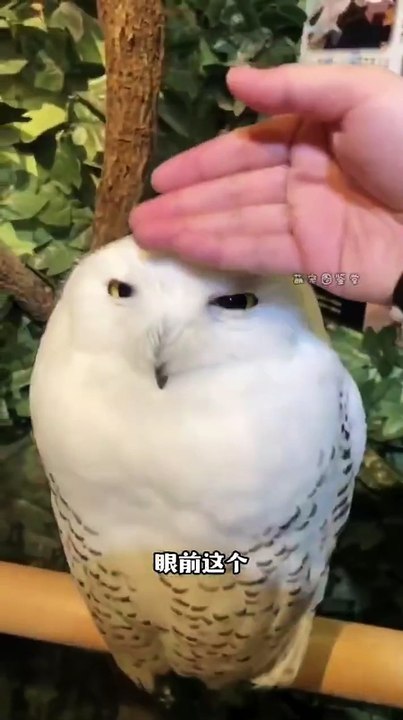 funny pets5151