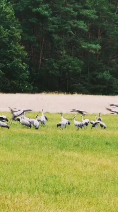 Birds are looking for food
